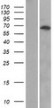 ANKRD13A Protein - Western validation with an anti-DDK antibody * L: Control HEK293 lysate R: Over-expression lysate