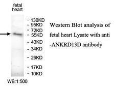 ANKRD13D Antibody