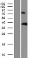 ANKRD2 Protein - Western validation with an anti-DDK antibody * L: Control HEK293 lysate R: Over-expression lysate