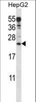 ANKRD22 Antibody - ANKRD22 Antibody western blot of HepG2 cell line lysates (35 ug/lane). The ANKRD22 antibody detected the ANKRD22 protein (arrow).