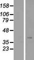 ANKRD23 / DARP Protein - Western validation with an anti-DDK antibody * L: Control HEK293 lysate R: Over-expression lysate