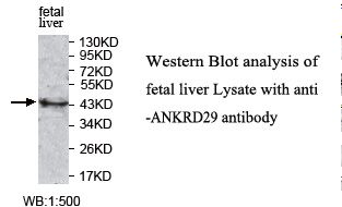 ANKRD29 Antibody
