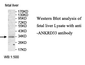 ANKRD33 Antibody