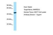 ANKRD33 Antibody -  This image was taken for the unconjugated form of this product. Other forms have not been tested.