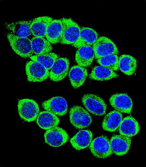 ANKRD34B Antibody - Confocal immunofluorescence of ANKRD34B Antibody with 293 cell followed by Alexa Fluor 488-conjugated goat anti-rabbit lgG (green). DAPI was used to stain the cell nuclear (blue).