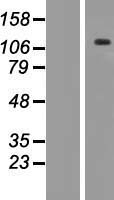 ANKRD35 Protein - Western validation with an anti-DDK antibody * L: Control HEK293 lysate R: Over-expression lysate
