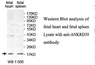 ANKRD39 Antibody