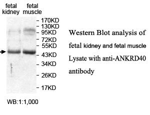 ANKRD40 Antibody
