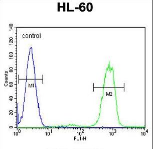 ANKRD40 Antibody - ANKRD40 Antibody flow cytometry of HL-60 cells (right histogram) compared to a negative control cell (left histogram). FITC-conjugated goat-anti-rabbit secondary antibodies were used for the analysis.