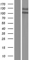 ANKRD44 Protein - Western validation with an anti-DDK antibody * L: Control HEK293 lysate R: Over-expression lysate