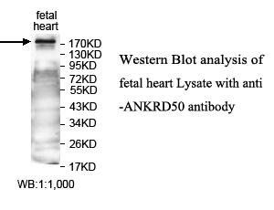 ANKRD50 Antibody