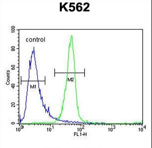 ANKRD52 Antibody - ANR52 Antibody flow cytometry of K562 cells (right histogram) compared to a negative control cell (left histogram). FITC-conjugated goat-anti-rabbit secondary antibodies were used for the analysis.