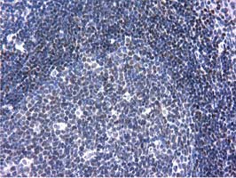 ANKRD53 Antibody - IHC of paraffin-embedded Human lymph node tissue using anti-ANKRD53 mouse monoclonal antibody.