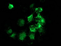ANKRD53 Antibody - Anti-ANKRD53 mouse monoclonal antibody immunofluorescent staining of COS7 cells transiently transfected by pCMV6-ENTRY ANKRD53.