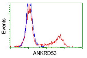 ANKRD53 Antibody - HEK293T cells transfected with either overexpress plasmid (Red) or empty vector control plasmid (Blue) were immunostained by anti-ANKRD53 antibody, and then analyzed by flow cytometry.