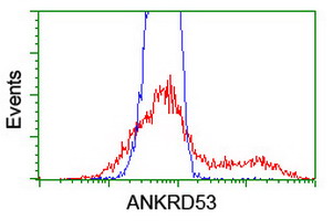 ANKRD53 Antibody - HEK293T cells transfected with either overexpress plasmid (Red) or empty vector control plasmid (Blue) were immunostained by anti-ANKRD53 antibody, and then analyzed by flow cytometry.