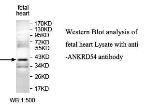 ANKRD54 / LIAR Antibody