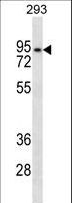 ANKRD6 / Diversin Antibody - ANKRD6 Antibody western blot of 293 cell line lysates (35 ug/lane). The ANKRD6 antibody detected the ANKRD6 protein (arrow).