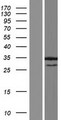 ANKRD7 Protein - Western validation with an anti-DDK antibody * L: Control HEK293 lysate R: Over-expression lysate
