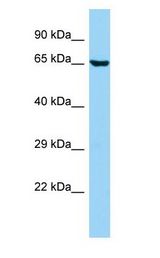 ANKS1B Antibody - EB-1 / ANKS1B antibody Western Blot of HepG2.  This image was taken for the unconjugated form of this product. Other forms have not been tested.
