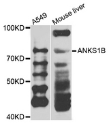 ANKS1B Antibody - Western blot analysis of extracts of various cells.