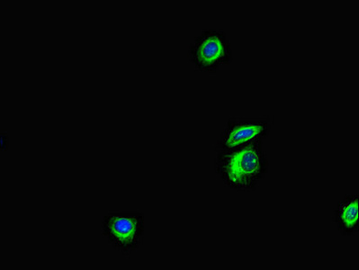 ANKS6 Antibody - Immunofluorescent analysis of HepG-2 cells diluted at 1:100 and Alexa Fluor 488-congugated AffiniPure Goat Anti-Rabbit IgG(H+L)