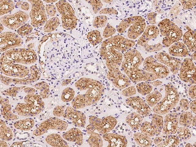 ANKS6 Antibody - Immunochemical staining of human ANKS6 in human kidney with rabbit polyclonal antibody at 1:500 dilution, formalin-fixed paraffin embedded sections.