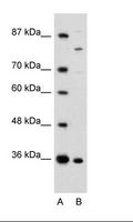 ANKZF1 Antibody - A: Marker, B: Rap Cell Lysate.  This image was taken for the unconjugated form of this product. Other forms have not been tested.