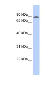 ANKZF1 Antibody - ANKZF1 antibody Western blot of PANC1 cell lysate. This image was taken for the unconjugated form of this product. Other forms have not been tested.