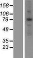 ANKZF1 Protein - Western validation with an anti-DDK antibody * L: Control HEK293 lysate R: Over-expression lysate