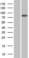 ANKZF1 Protein - Western validation with an anti-DDK antibody * L: Control HEK293 lysate R: Over-expression lysate