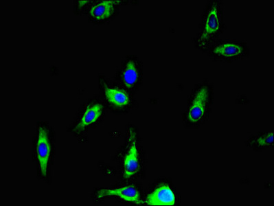ANO4 Antibody - Immunofluorescent analysis of Hela cells using ANO4 Antibody at dilution of 1:100 and Alexa Fluor 488-congugated AffiniPure Goat Anti-Rabbit IgG(H+L)