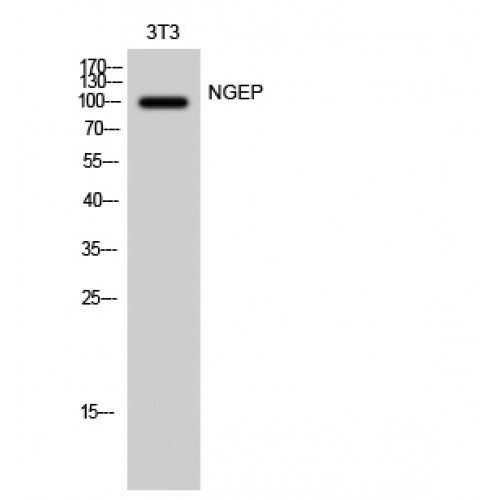 ANO7 / TMEM16G / NGEP Antibody - Western blot of NGEP antibody