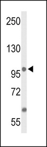 ANO7 / TMEM16G / NGEP Antibody - Western blot of ANO7 Antibody in MCF-7 cell line lysates (35 ug/lane). ANO7 (arrow) was detected using the purified antibody.