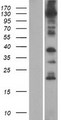 ANO8 / TMEM16H Protein - Western validation with an anti-DDK antibody * L: Control HEK293 lysate R: Over-expression lysate