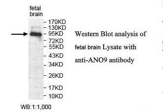 ANO9 / TMEM16J Antibody