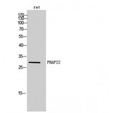 ANP32B Antibody - Western blot of PHAPI2 antibody