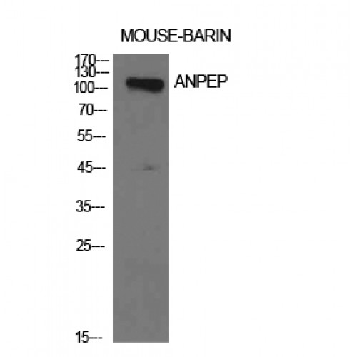 ANPEP / CD13 Antibody - Western blot of CD13 antibody