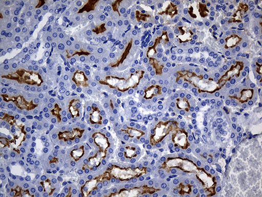 ANPEP / CD13 Antibody - Immunohistochemical staining of paraffin-embedded mouse kidney tissue within the normal limits using anti-ANPEP mouse monoclonal antibody. (Heat-induced epitope retrieval by 1mM EDTA in 10mM Tris buffer. (pH8.5) at 120°C for 3 min. (1:500)