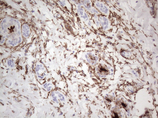 ANPEP / CD13 Antibody - Immunohistochemical staining of paraffin-embedded Human breast tissue within the normal limits using anti-ANPEP mouse monoclonal antibody. (Heat-induced epitope retrieval by 1mM EDTA in 10mM Tris buffer. (pH8.5) at 120°C for 3 min. (1:150)