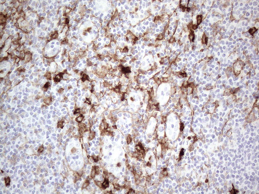 ANPEP / CD13 Antibody - Immunohistochemical staining of paraffin-embedded Human tonsil within the normal limits using anti-ANPEP mouse monoclonal antibody. (Heat-induced epitope retrieval by 1mM EDTA in 10mM Tris buffer. (pH8.5) at 120°C for 3 min. (1:150)