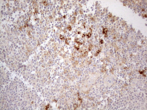 ANPEP / CD13 Antibody - Immunohistochemical staining of paraffin-embedded Human tonsil using anti-ANPEP mouse monoclonal antibody. (Heat-induced epitope retrieval by 1mM EDTA in 10mM Tris buffer. (pH8.5) at 120°C for 3 min. (1:150)