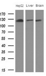 ANPEP / CD13 Antibody - Western blot analysis of extracts. (10ug) from 1 cell lines and 2 human tissue by using anti-ANPEP monoclonal antibody. (1:200)
