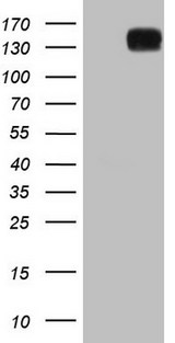 ANPEP / CD13 Antibody - HEK293T cells were transfected with the pCMV6-ENTRY control (Left lane) or pCMV6-ENTRY ANPEP (Right lane) cDNA for 48 hrs and lysed. Equivalent amounts of cell lysates (5 ug per lane) were separated by SDS-PAGE and immunoblotted with anti-ANPEP.