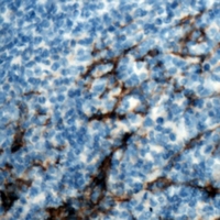 ANPEP / CD13 Antibody - Immunohistochemical analysis of CD13 staining in human tonsil formalin fixed paraffin embedded tissue section. The section was pre-treated using heat mediated antigen retrieval with sodium citrate buffer (pH 6.0). The section was then incubated with the antibody at room temperature and detected using an HRP polymer system. DAB was used as the chromogen. The section was then counterstained with hematoxylin and mounted with DPX.