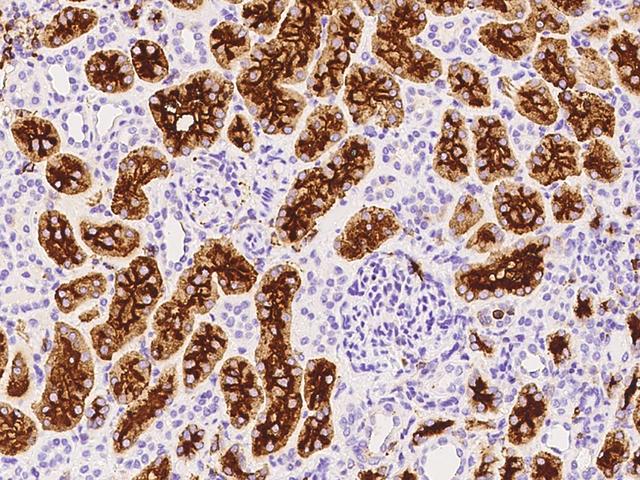 ANPEP / CD13 Antibody - Immunochemical staining of human ANPEP in human kidney with mouse monoclonal antibody at 1:200 dilution, formalin-fixed paraffin embedded sections.