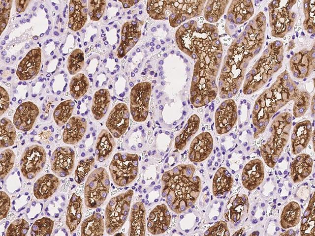 ANPEP / CD13 Antibody - Immunochemical staining of human ANPEP in human kidney with rabbit monoclonal antibody at 1:200 dilution, formalin-fixed paraffin embedded sections.
