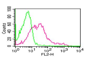 ANPEP / CD13 Antibody - Fig-1: Cell Surface flow analysis of CD13 in PBMC (Granulocytes gated) using 1 µg/10^6 cells. Green represents isotype control; red represents anti-CD13 antibody. Goat anti-mouse PE conjugated secondary antibody was used.