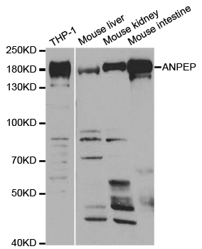 ANPEP / CD13 Antibody - Western blot analysis of extracts of various cell lines.