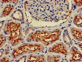 ANPEP / CD13 Antibody - Immunohistochemistry of paraffin-embedded human kidney tissue at dilution of 1:100